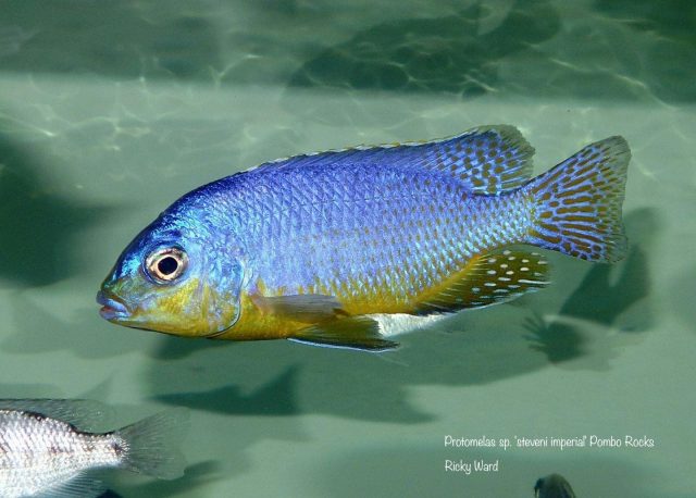 Protomelas sp. ,steveni imperial’ Pombo Rock (samec)