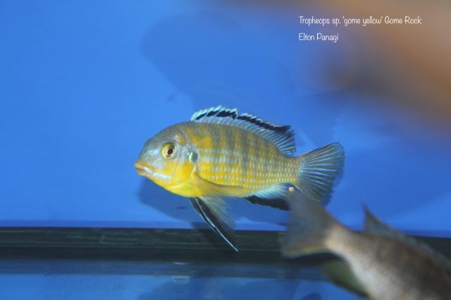 Tropheops sp. 'gome yellow' Gome Rock