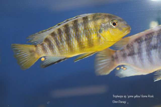 Tropheops sp. 'gome yellow' Gome Rock