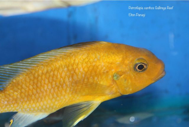 Petrotilapia xanthos Gallireya Reef (samec)