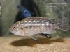 Labidochromis maculicauda (samice)