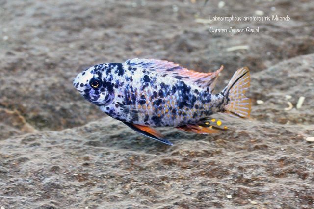 Labeotropheus artatorostris Mitande (MC samec)