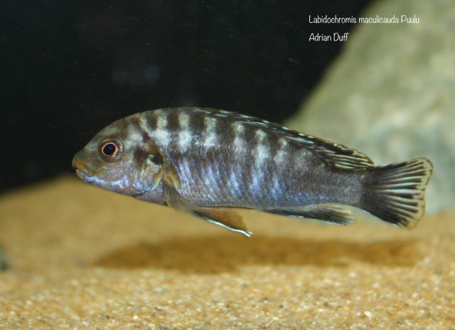 Labidochromis maculicauda (samec)