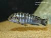 Labidochromis maculicauda (samec)