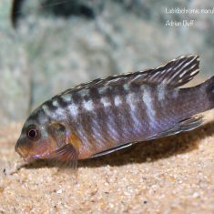 Labidochromis maculicauda