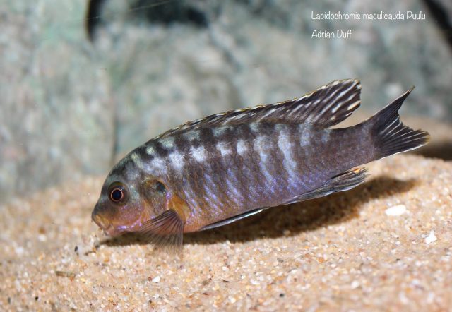 Labidochromis maculicauda