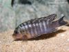 Labidochromis maculicauda