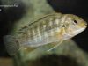 Labidochromis maculicauda (samice)