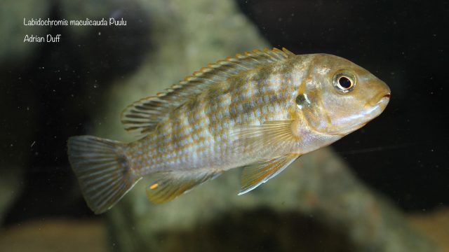 Labidochromis maculicauda (samice)