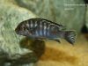 Labidochromis maculicauda (samec)