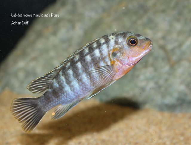 Labidochromis maculicauda (samec)