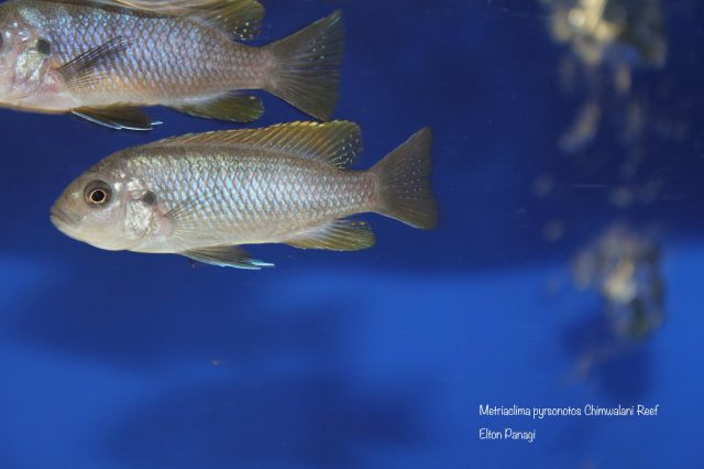 Metriaclima pyrsonotos Chimwalani Reef