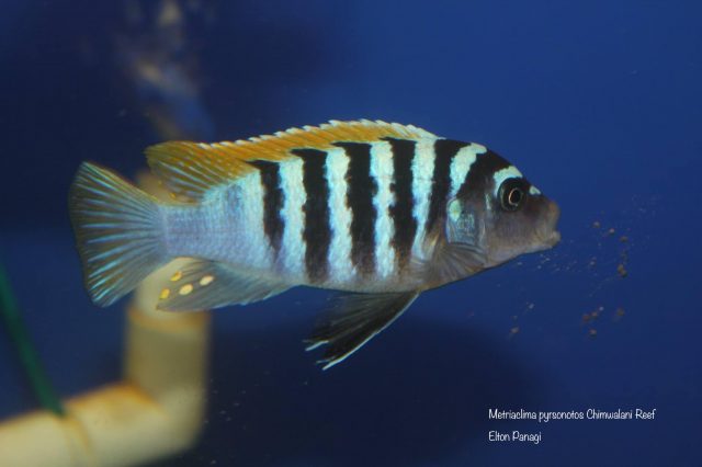 Metriaclima pyrsonotos Chimwalani Reef 