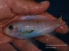 Labeotropheus trewavasae Kambiri Reef