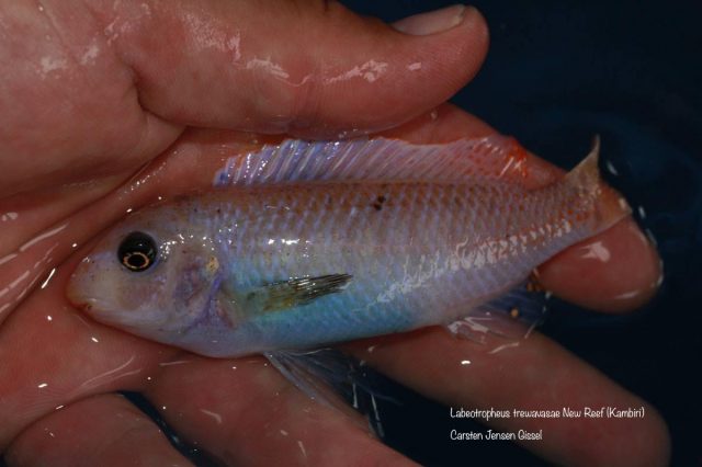 Labeotropheus trewavasae Kambiri Reef