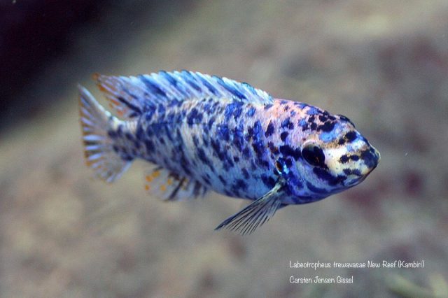 Labeotropheus trewavasae Kambiri Reef (MC samec)