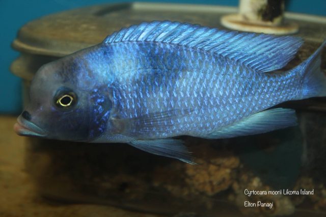 Cyrtocara moorii Likoma Island