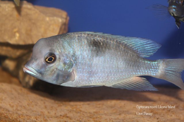 Cyrtocara moorii Likoma Island