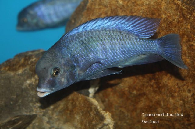 Cyrtocara moorii Likoma Island