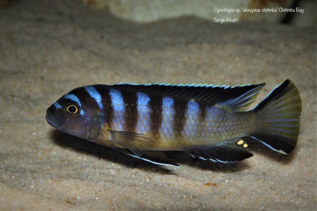 Cynotilapia sp. ‘elongatus chitimba’ Chitimba Bay