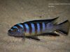 Cynotilapia sp. ‘elongatus chitimba’ Chitimba Bay