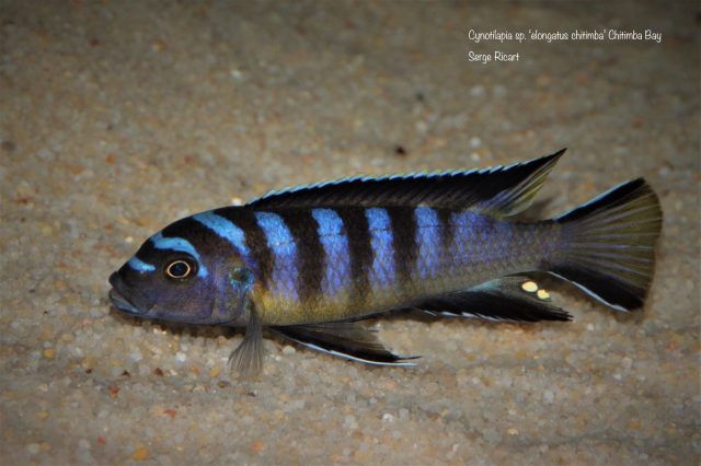 Cynotilapia sp. ‘elongatus chitimba’ Chitimba Bay