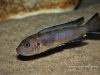 Cynotilapia sp. ‘elongatus chitimba’ Chitimba Bay (samice)