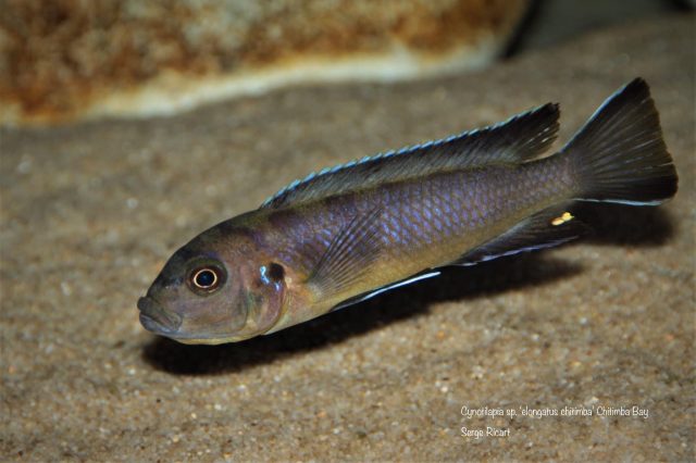 Cynotilapia sp. ‘elongatus chitimba’ Chitimba Bay (samice)