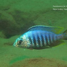 Placidochromis sp. ‚jalo‘