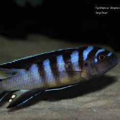 Cynotilapia sp. ‘elongatus chitimba’
