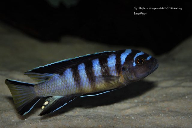 Cynotilapia sp. ‘elongatus chitimba’