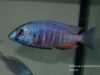 Placidochromis sp. ‚electra blue‘ Hongi Island