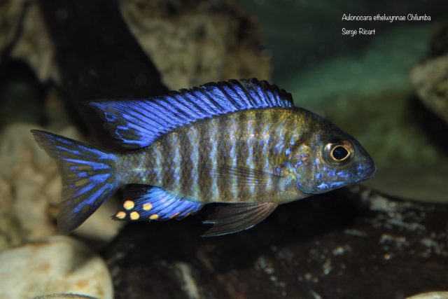 Aulonocara ethelwynnae Chitande Island (samec)