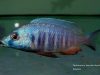 Placidochromis sp. ‚electra blue‘