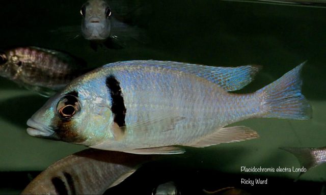 Placidochromis electra Londo