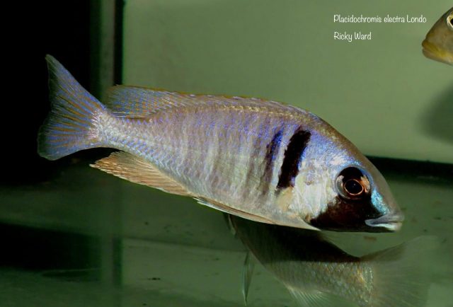 Placidochromis electra