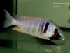 Placidochromis electra