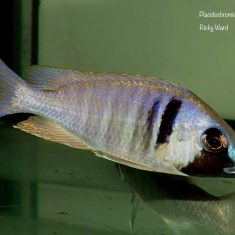 Placidochromis electra