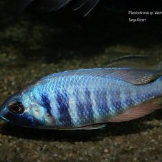 Placidochromis sp. ‚electra‘