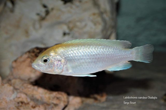 Labidochromis caeruelus Chadagha (samice)