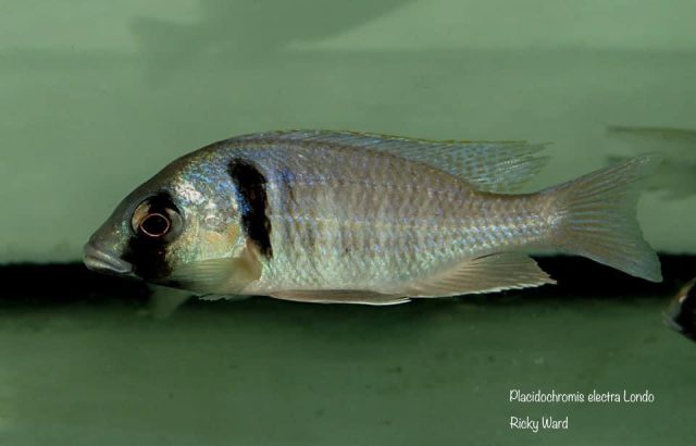 Placidochromis electra Londo