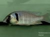 Placidochromis electra Londo