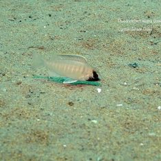 Placidochromis electra