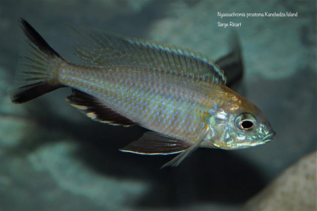 Nyassachromis prostoma