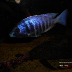 Placidochromis electra