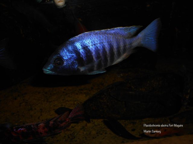 Placidochromis electra