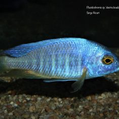 Placidochromis sp. ‚electra‘