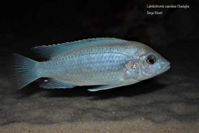 Labidochromis caeruelus Chadagha