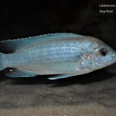 Labidochromis caeruelus Chadagha