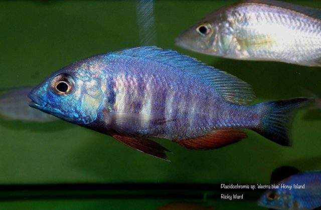 Placidochromis sp. ‚electra blue‘ Hongi Island